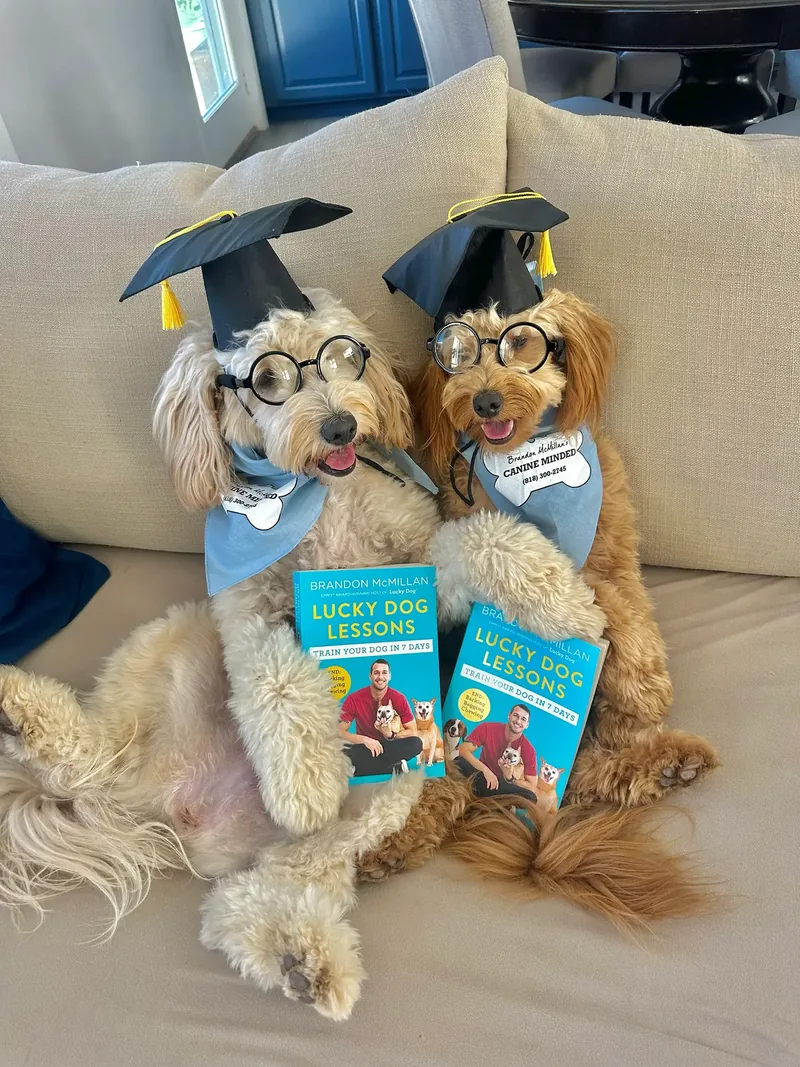 Two doodles in graduation caps and glasses with copies of Lucky Dog Lessons