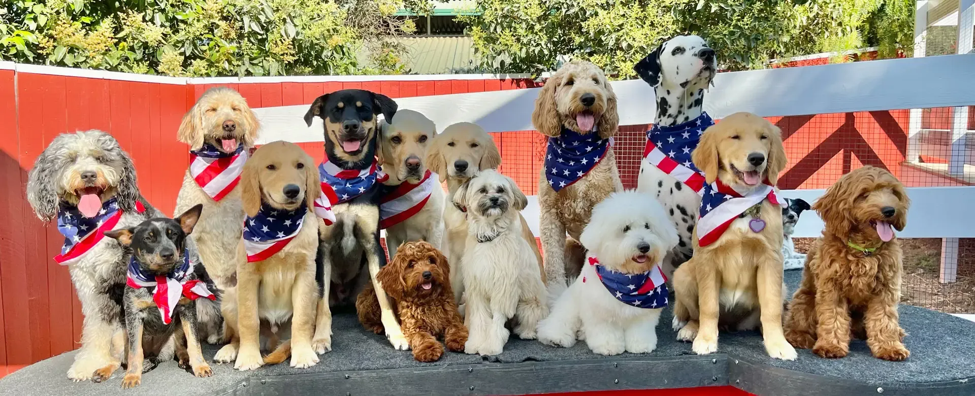 A row of dogs in patriotic bandanas on the red bench at the ranch
