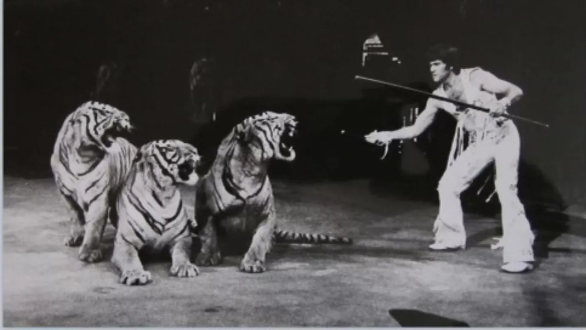 Archival photo of a trainer working with a group of tigers