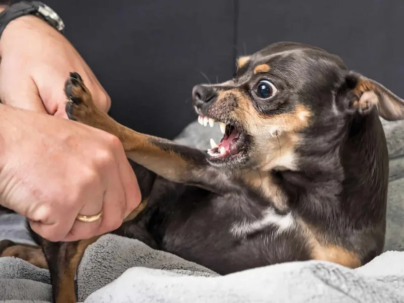 A small dog showing its teeth while a trainer’s hand steadies it