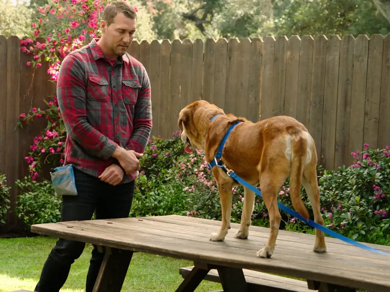 Brandon McMillan assessing a dog standing on a picnic table