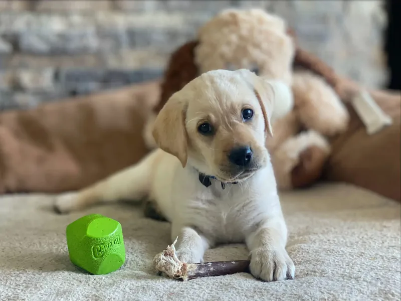 A yellow Labrador puppy resting on a blanket beside a green toy