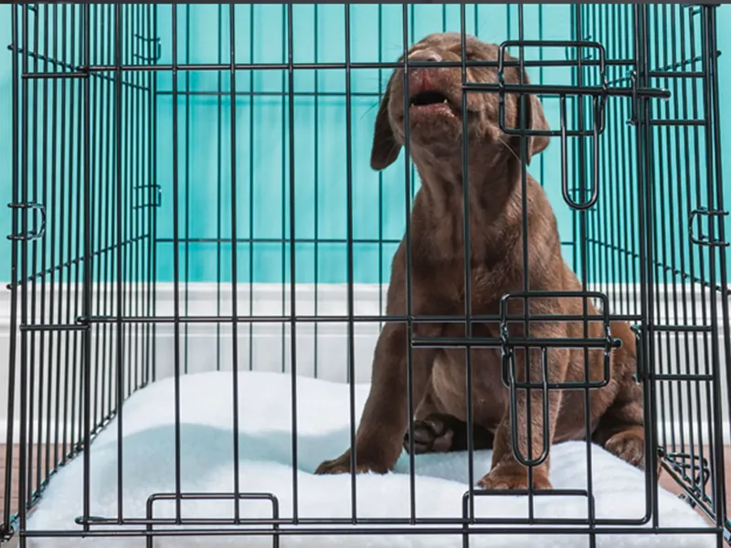 A chocolate Labrador puppy sitting inside a wire crate