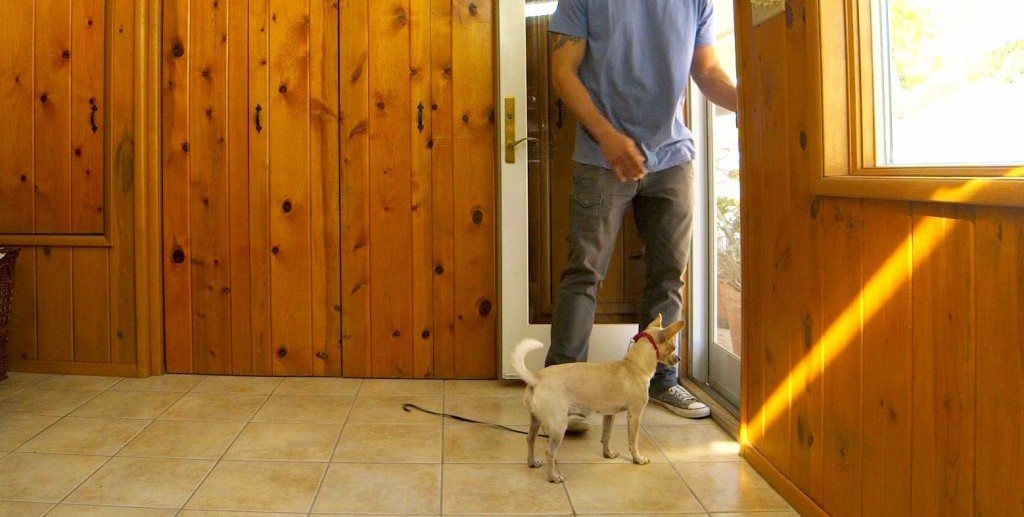 How To Prevent Your Dog From Running Out The Front Door… Brandon
