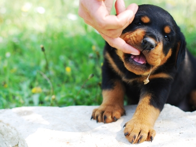 puppy biting owner