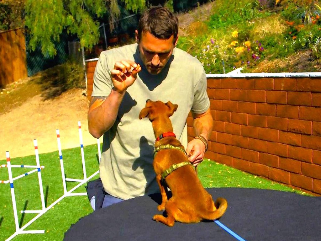 How to Gain Control of your Out of Control Dog - Brandon McMillan's Canine  Minded