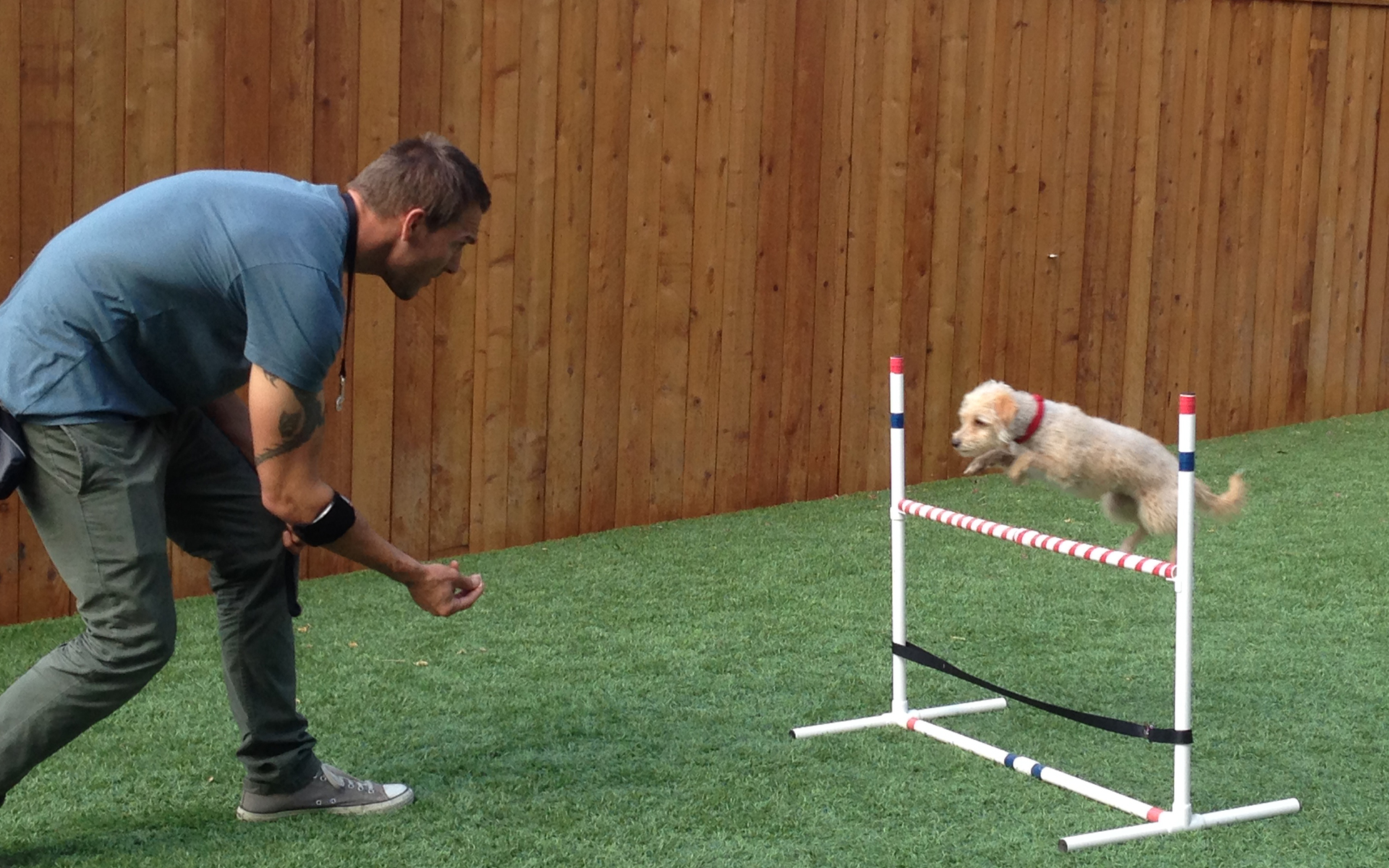 Brandon McMillan's Canine Minded Dog Training I Brandon