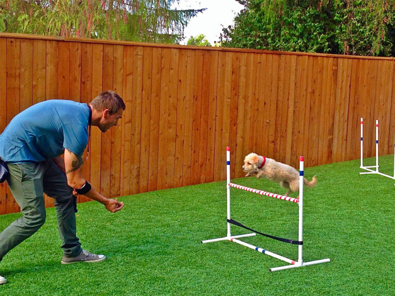 Dog Training Camps Brandon McMillan's Canine Minded