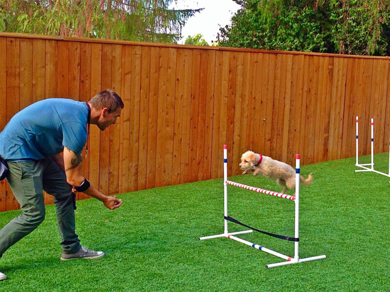 Dog Training Camps Brandon McMillan's Canine Minded