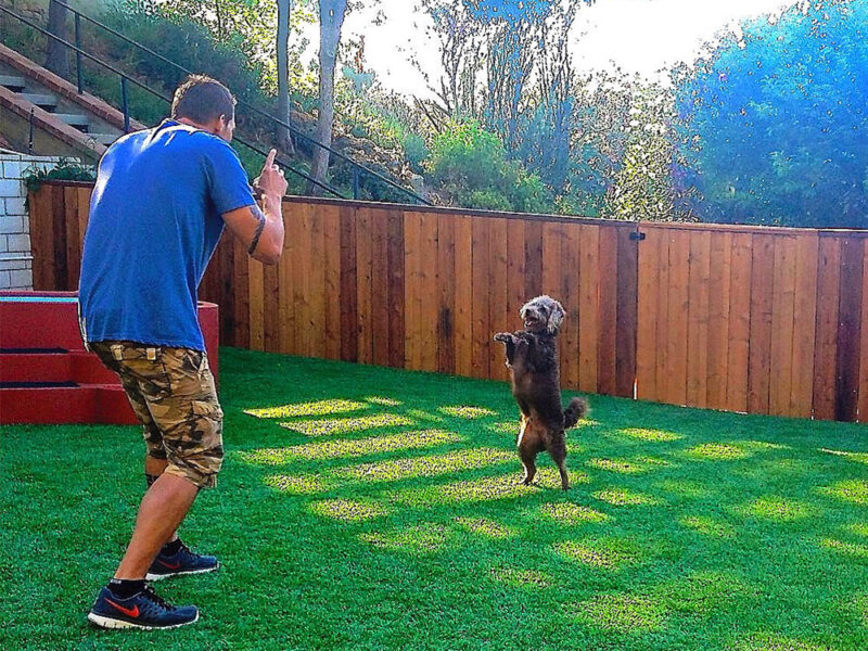 Dog Training Camps Brandon McMillan's Canine Minded