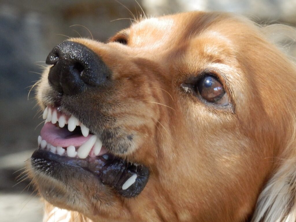 anti-aggression dog training